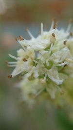 Close-up of white flowers