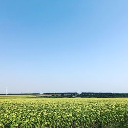 Scenic view of field against clear blue sky