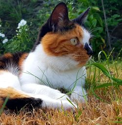 Close-up of a cat looking away