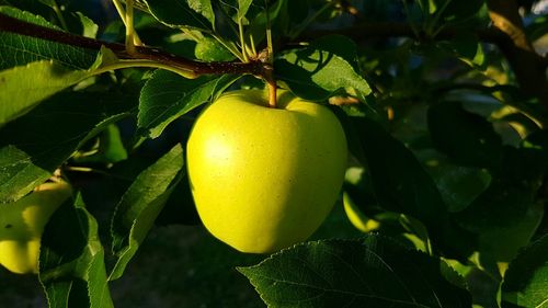 Close-up of apples on tree