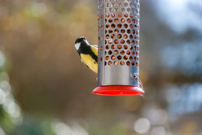 Bird by feeder