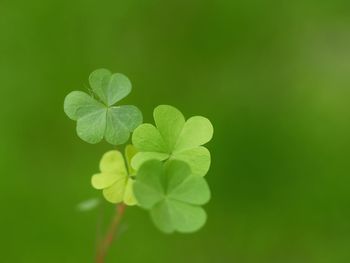 Selective shot of green leaves