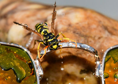 Close-up of insect on glass