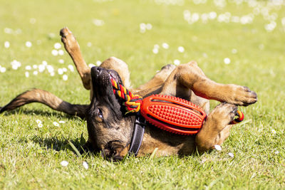 Belgian malinois puppy play in the field