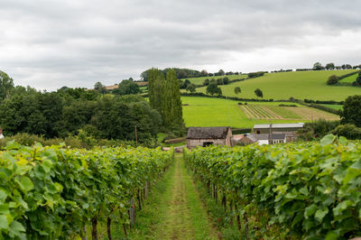 Scenic view of vineyard against sky