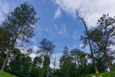 Low angle view of trees against sky