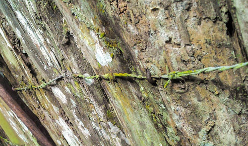 Close-up of insect on tree