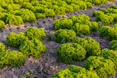 Rows of green endive heads on an agricultural field before harvest in autumn