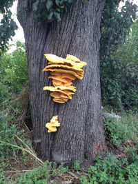 Close-up of yellow mushrooms growing on tree trunk in forest