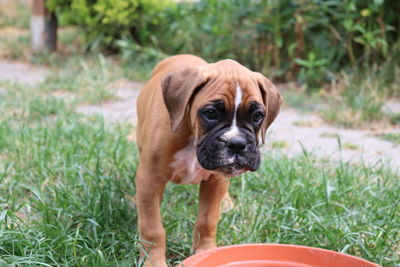 Portrait of puppy on field