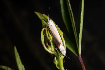 Close-up of insect on flower