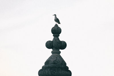 Bird on rock against sky