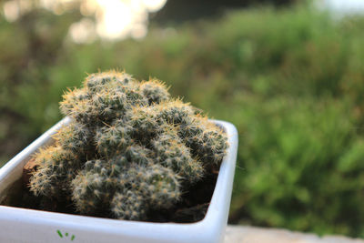 Cactus in the pot with a green background and evening sun