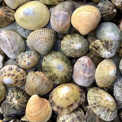 Full frame shot of shells for sale