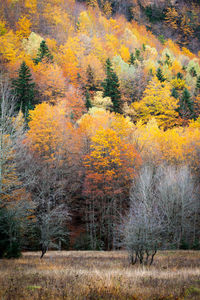Trees in forest during autumn
