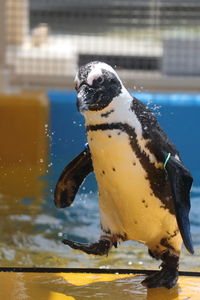 Close-up of penguin swimming in water