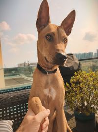 Close-up of hand holding dog against sky