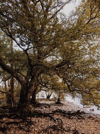 Close-up of tree against sky