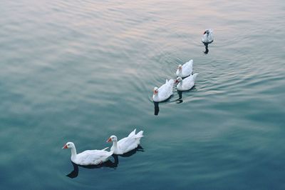 View of swans in calm water