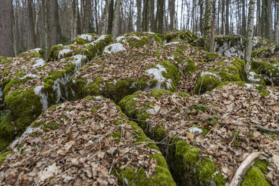 Close-up of moss growing in forest