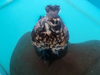 High angle view of bird swimming in pool