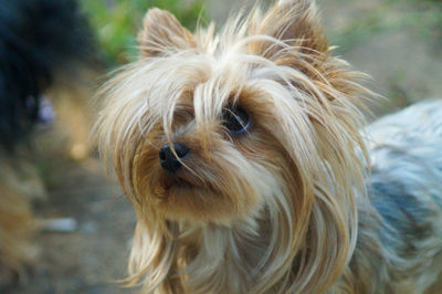 Close-up portrait of a dog