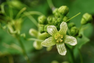 Close-up of flower buds growing outdoors