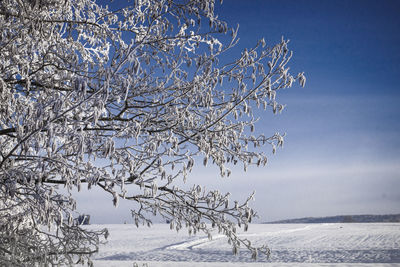 Bare tree on snow covered land against sky