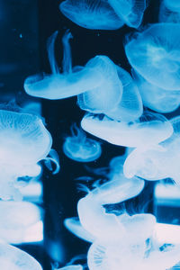 Close-up of jellyfish swimming in aquarium