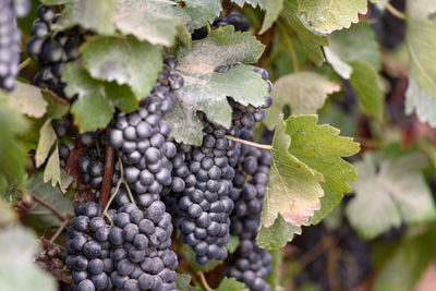 Close-up of grapes growing in vineyard