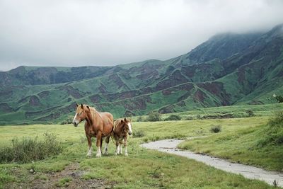 Horses in a field