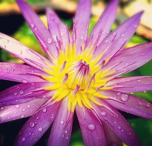 Close-up of water drops on flower