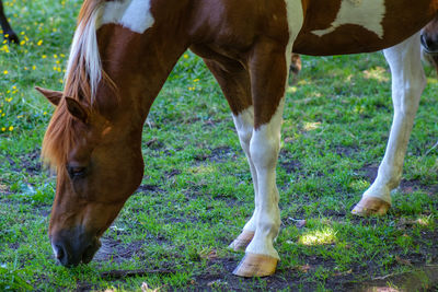 Horses grazing in a field