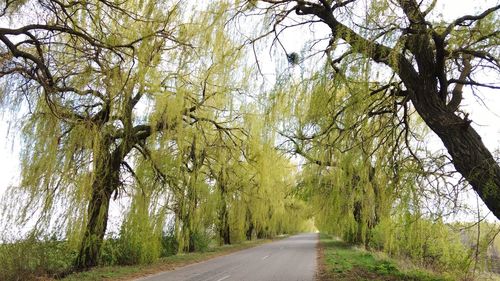 Road amidst trees against sky