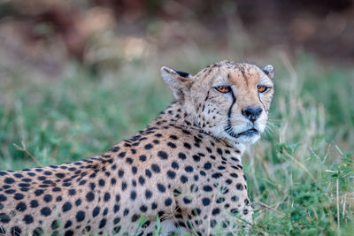 Cheetah in masai mara national reserve