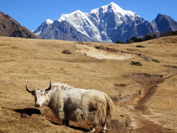 Animal standing against mountains