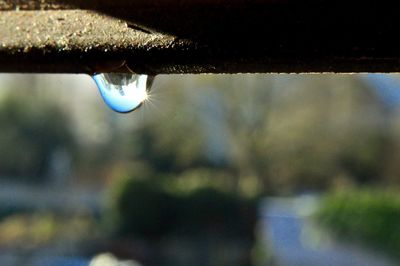 Close-up of water drop on leaf