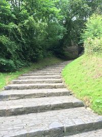 Steps leading towards trees