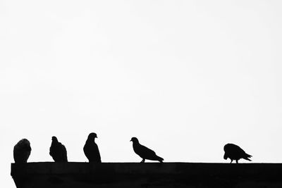 Low angle view of birds perching on the sky