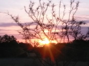 Silhouette trees against sky during sunset
