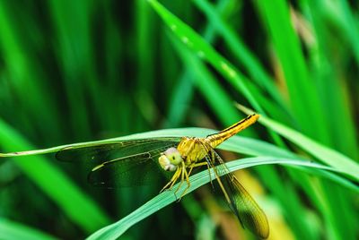 Close-up of insect on blade of grass