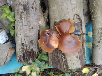 Close-up of mushroom growing on tree trunk