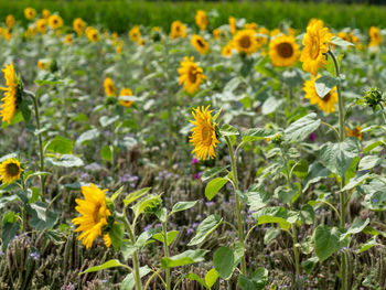 Close-up of yellow flowering plants on field