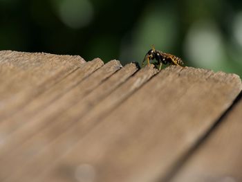 Close-up of insect on wood