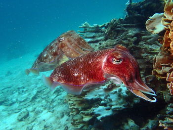 Close-up of fish swimming in sea