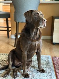 Dog looking away while sitting on floor at home
