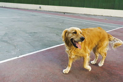 Portrait of dog on the road