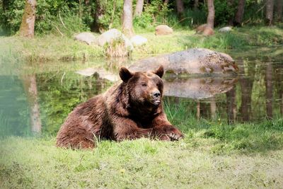 Bear in a forest