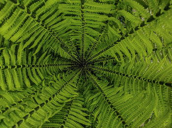 Full frame shot of green plant 
