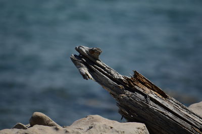 Close-up of driftwood against sea